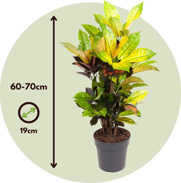 Actual product image Plant in a Box Codiaeum variegatum 'Mrs. Iceton' - Croton (60 cm)