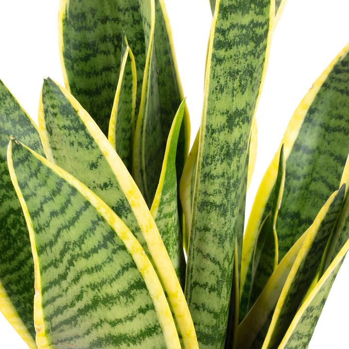 Produktbild Flowerbox 5er-Set Bogenhanf - Sansevieria trifasciata Laurentii (35 cm)