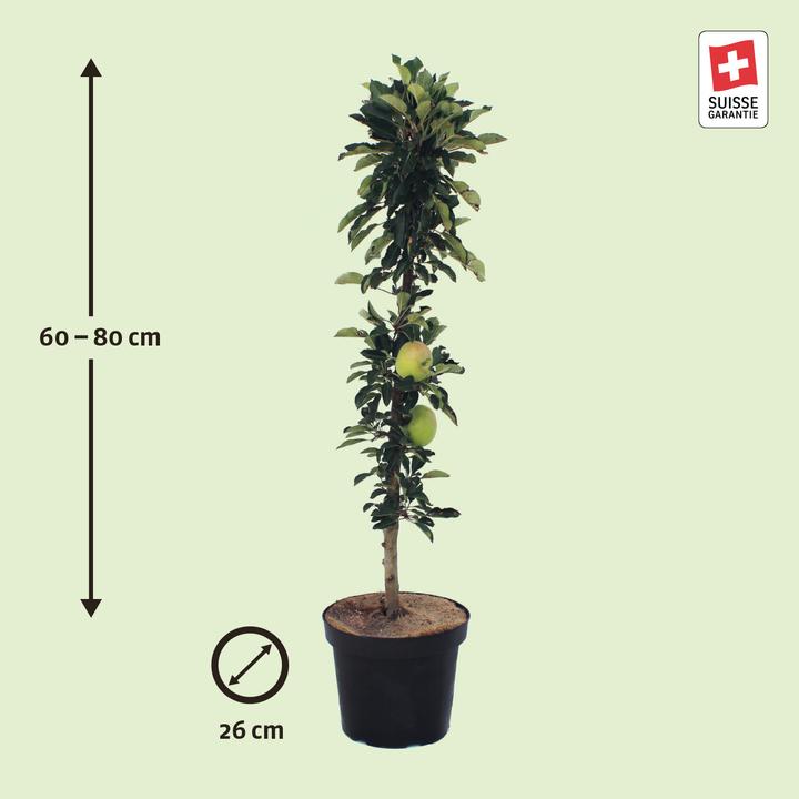 Image du produit Zulauf Säulen-Apfel / Malus (SÄU) Rumba (100 cm)