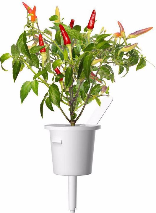 Produktbild Click and Grow Saatgut Roter scharfer Chili (Gemüsesamen)
