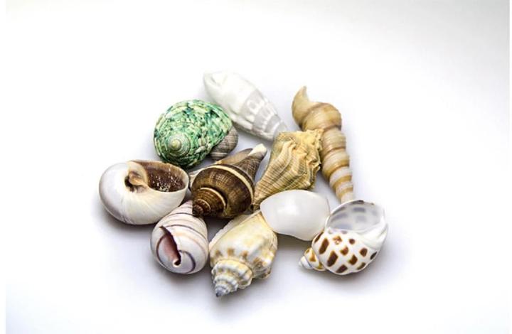 Productafbeelding Hobby Aquarium Decoratie Slak Schelpen Zeeschelpen Set M 10 stuks (Andere objecten)