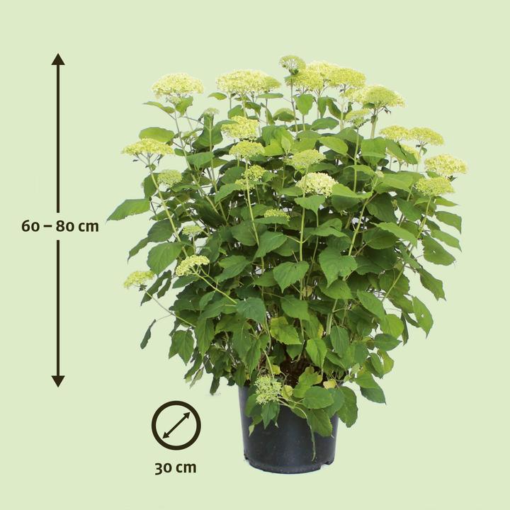 Actual product image Zulauf Annabelle Hydrangea (50 cm)
