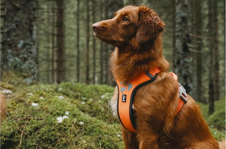 Produktbild Hurtta Geschirr Weekend Warrior (XS, Hund, Allgemein)