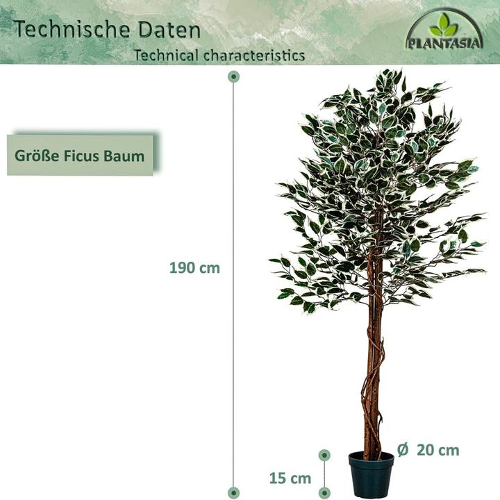 Image du produit Plantasia Ficus Benjamin (190 cm)