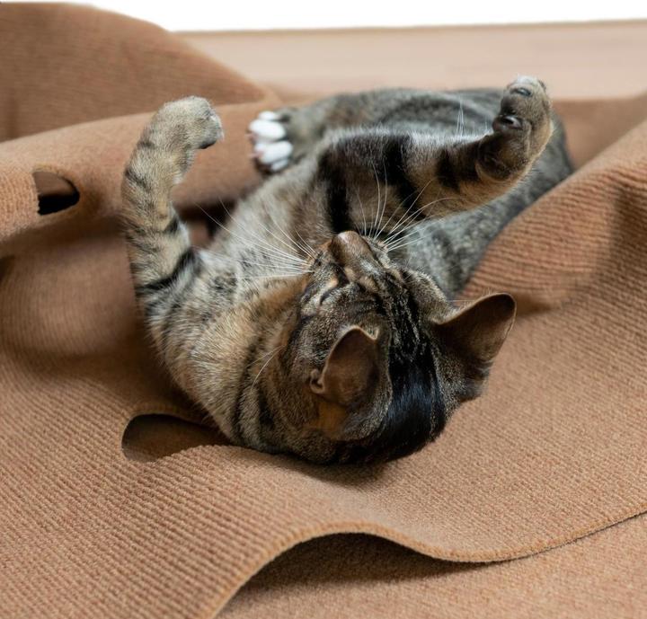 Produktbild CanadianCat Spielteppich, 90 x 120 cm, Braun