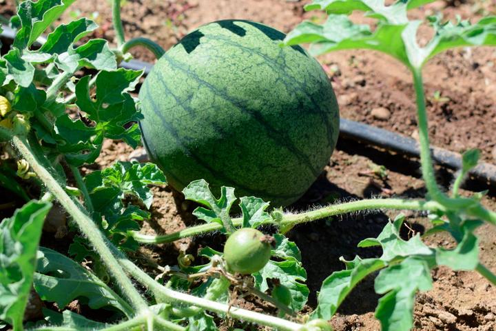 Immagine prodotto Living Seeds Wassermelone Sugar Baby (Semi di verdura)