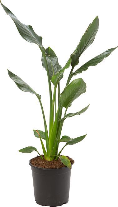 Actual product image VEG and the City Alice (55 cm)