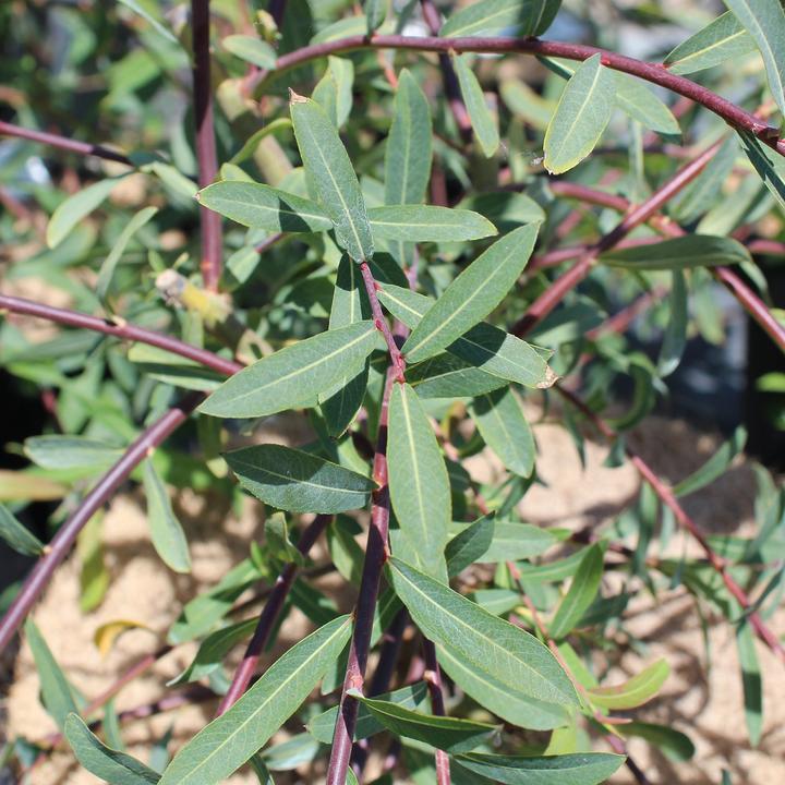 Actual product image Zulauf Purple Osier, Purple Willow (50 cm)