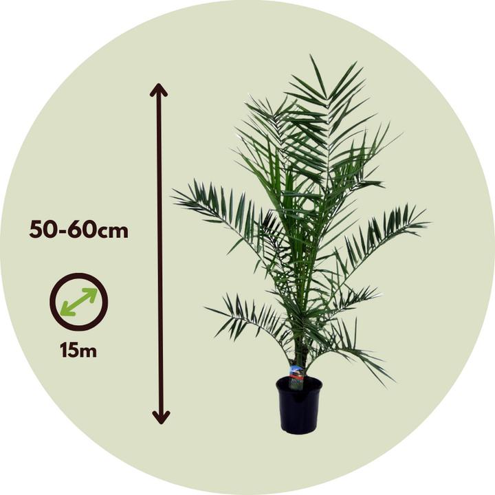 Immagine prodotto Plant in a Box Phoenix canariensis - Set di 2 palme da dattero delle Canarie (50 cm)