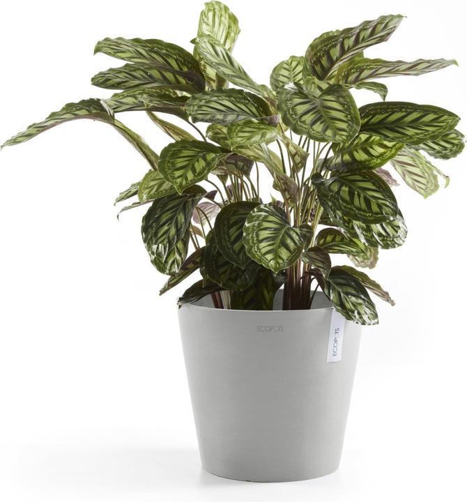 Actual product image Ecopots Amsterdam + Water reservoir (40 cm)