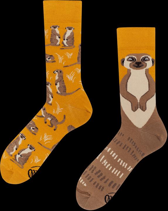 Many Mornings The Meerkat