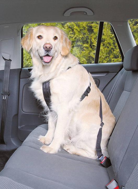 Actual product image Trixie Car harness (M, Dog, General)