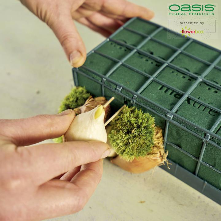 Actual product image Oasis Auto Corso 11 x 11 x 9 cm, 6 pieces