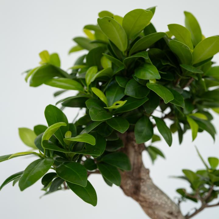 Produktbild Plant in a Box Ficus microcarpa Ginseng - S- Shape Bonsai (65 cm)