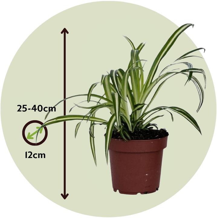 Produktbild Plant in a Box Chlorophytum comosum 'Atlantic' - 6er Set Grünlilie (25 cm)