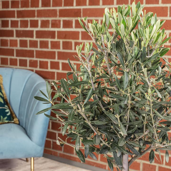 Actual product image Flowerbox Olive tree - Olea europaea (110 cm)