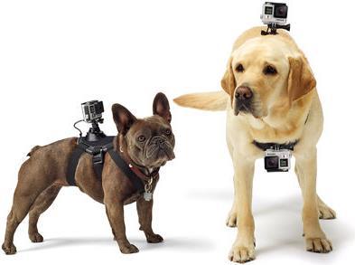 Image du produit GoPro Fetch harnais pour chien (Héros 7, Universel, Action Osmo)