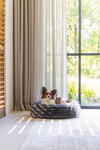 Actual product image Designed by Lotte Reza reclining cushion (Dog)
