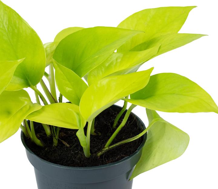 Image du produit Flowerbox Lierre - Epipremnum pinnatum 'Golden Pothos (15 cm)