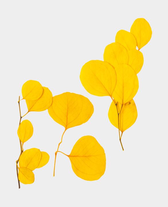 Produktbild I Am Creative Trockenblumen Eucalyptus (Trockenblumen)