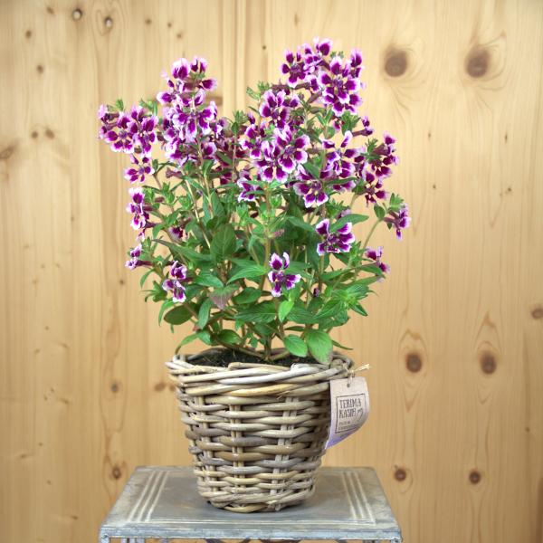 Image du produit Säntispracht Le carquois tolérant à la chaleur dans un panier décoratif- Cuphea Ilavea Sriracha Lavender Bicolor (40 cm)