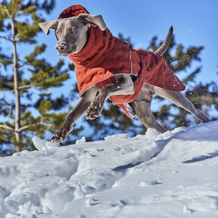 Immagine prodotto Hurtta Scaldino estremo V3 Eco Blue, 30 cm (30, Cappotto per cani)
