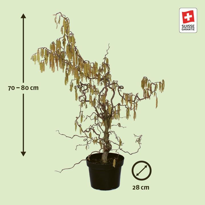 Immagine prodotto Zulauf Korkenzieher-Hasel / Corylus avellana 'Contorta' (80 cm)