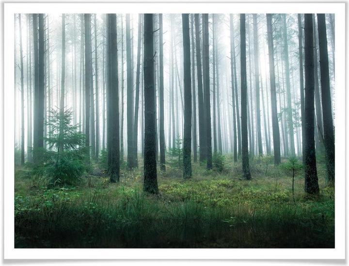 Image du produit Trenddeko Dans la forêt (100 x 80 cm)