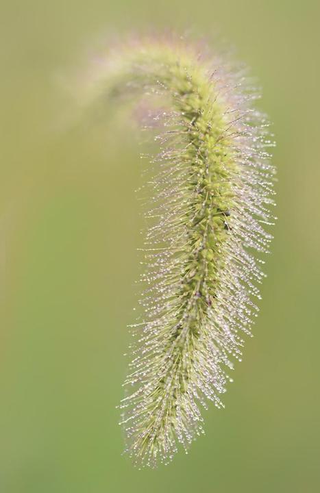 Produktbild Tamron SP 90mm f/2.8 Di MACRO 1:1 VC USD, Canon EF (Canon EF, Canon EF-S, Vollformat)