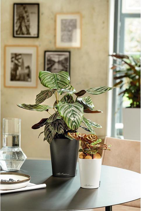Produktbild Lechuza Mini Deltini (10 cm)
