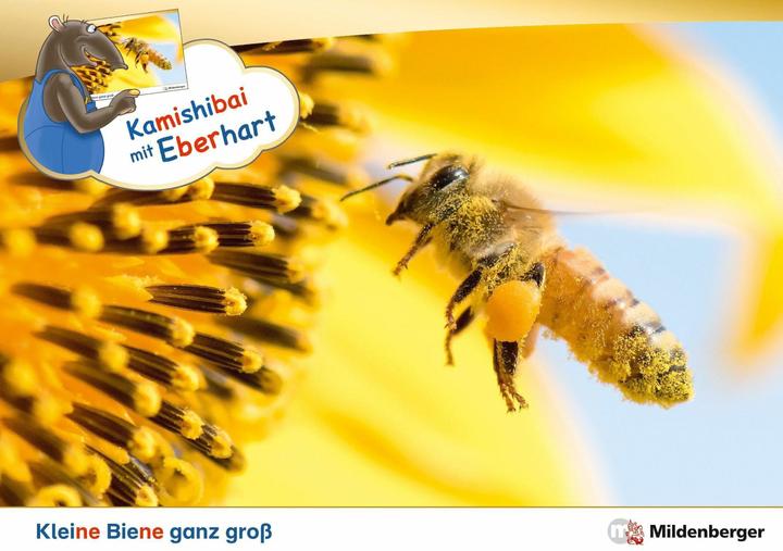 Image du produit Kamishibai mit Eberhart - Kleine Biene ganz gross - Set (Allemand, Nicole Brandau, Stefanie Drecktrah, 2024)