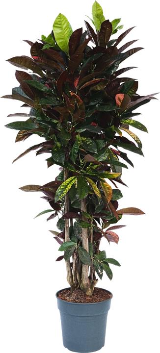 Produktbild Plant in a Box Codiaeum variegatum 'Mrs. Iceton' - (140 cm)