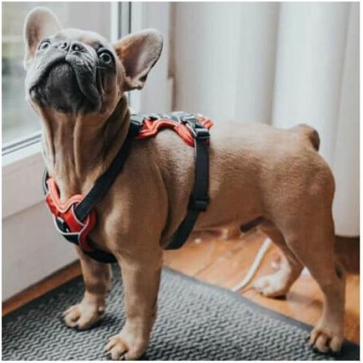 Produktbild Hunter Geschirr Divo (XS, Hund, Allgemein)