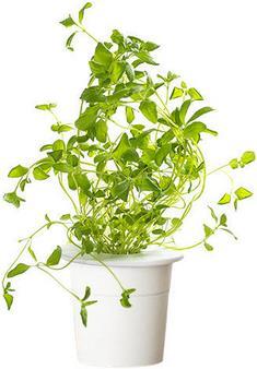 Immagine prodotto Click and Grow Origano (Semi di erbe)