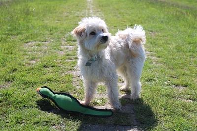 Actual product image Happy Pet Gaudy Game Fazant (Plush toy dog)