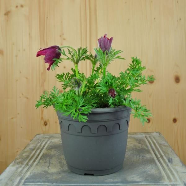 Immagine prodotto Säntispracht Set di 3, Il fiore di pasqua protetto - Pulsatilla vulgaris Red Shades
