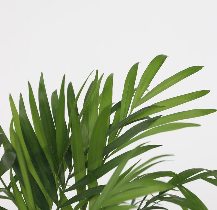 Actual product image Plant in a Box Dypsis lutescens, Chamaedorea elegans - Mix of 4 Mini Indoor Palms (25 cm)