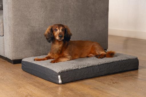 Immagine prodotto Beeztees Zira (Cane)