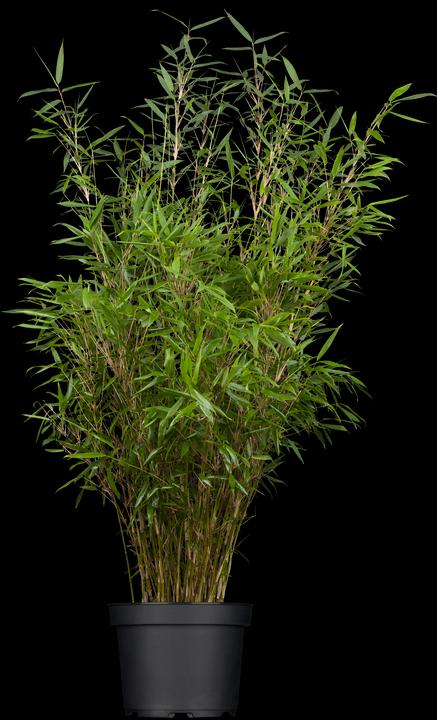 Bamboo Fargesia (80 cm)