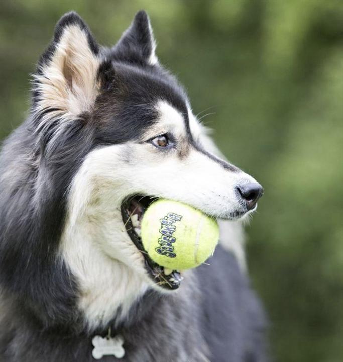 Produktbild KONG SqueakAir Ball (Wurfspielzeug Hund)