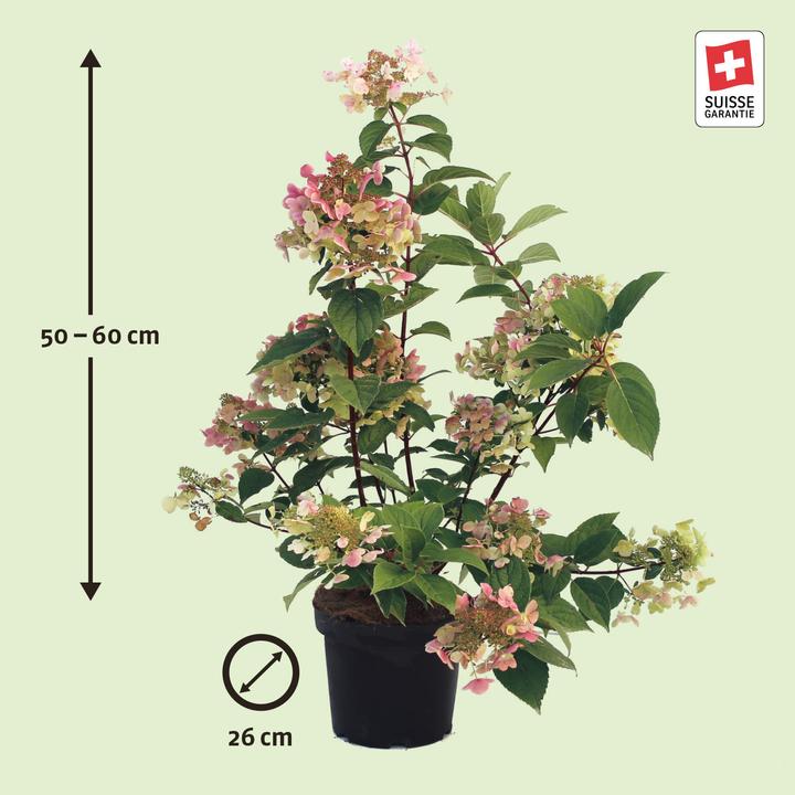 Actual product image Zulauf Rispen-Hortensie / Hydrangea pan. 'Wim's Red' (40 cm)