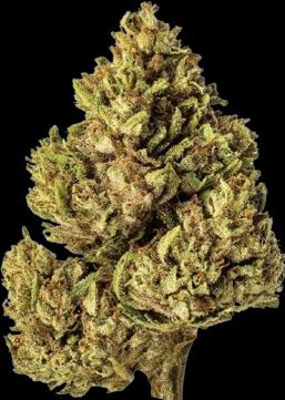 Actual product image SlowWeed Snow White • CBG Blüten Outdoor