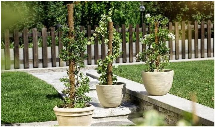Image du produit Windhager Bâton de plante noix de coco (110 cm, 4.50 cm)