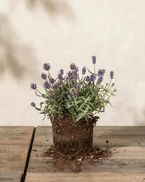 Image du produit feey Lavendel (20 cm, Respectueux des animaux)