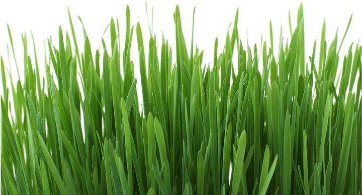 Produktbild Gimpet Katzengras mit Wiesenduft (Adult, 1 Stk., 150 g)