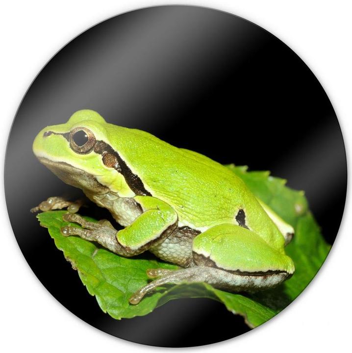 Immagine prodotto Trenddeko Rana verde - rotonda (Ø 70 cm)