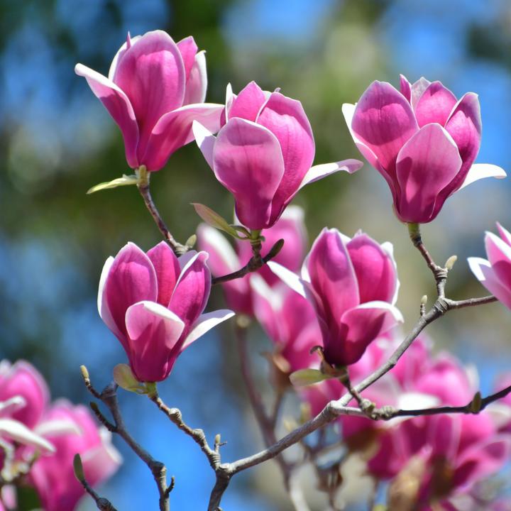 Actual product image Plant in a Box Magnolia susan, soulangeana, stellata (25 cm)