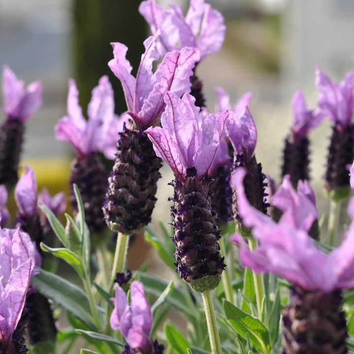 Actual product image Plant in a Box Lavandula stoechas 'Anouk' - Lavendelbaum (25 cm)