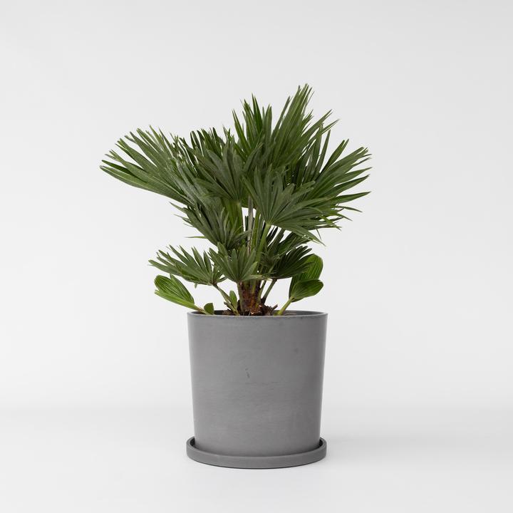 Image du produit Plant in a Box Chamaerops 'Vulcano' - Palmier nain volcanique (45 cm)