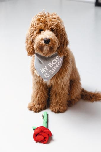 Actual product image Beeztees Bandana Single Boss (M, Dog coat)
